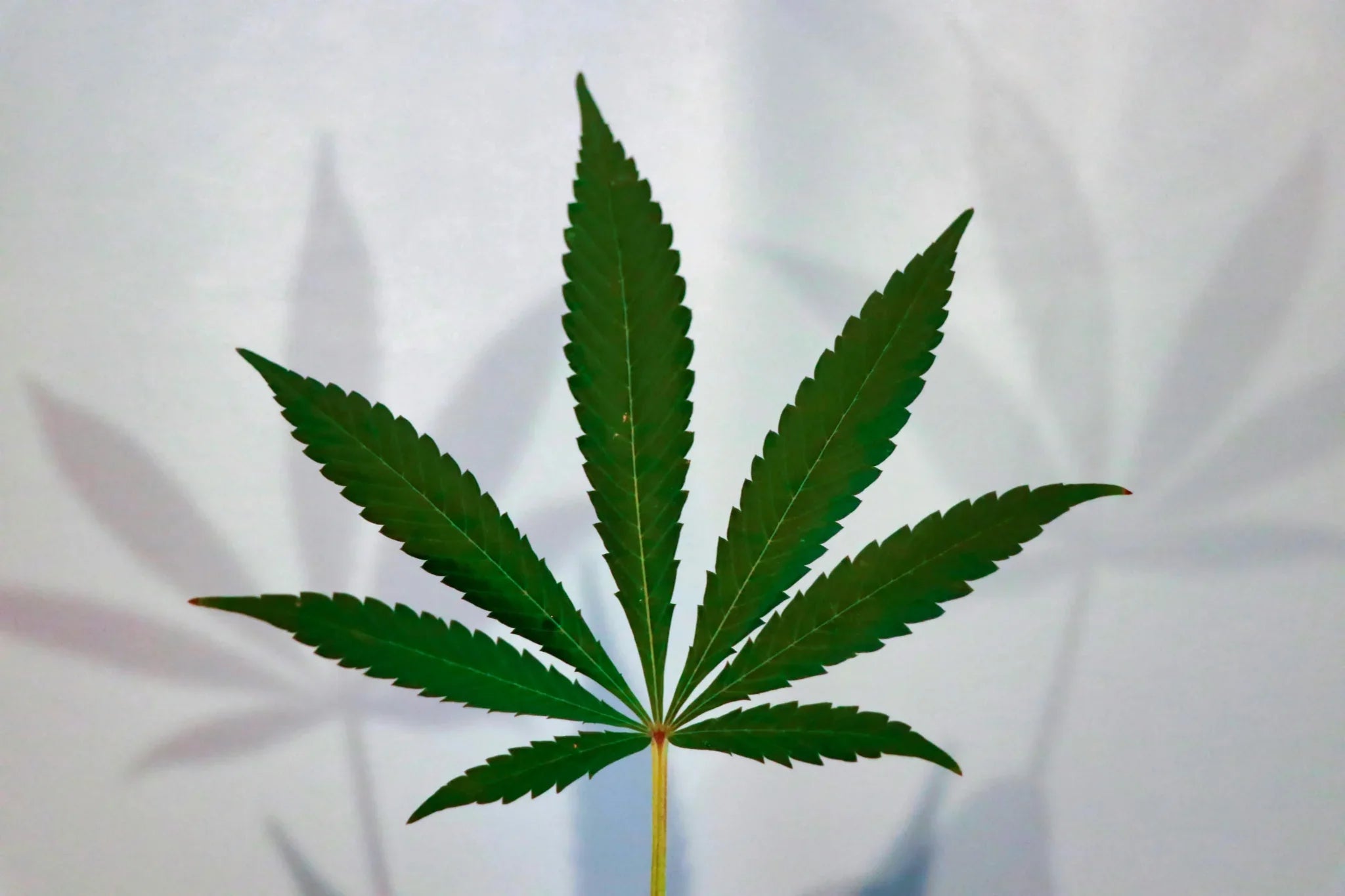 Feminisierte, reguläre oder autoflowering Samen? So findest du die richtige Sorte für deinen Grow