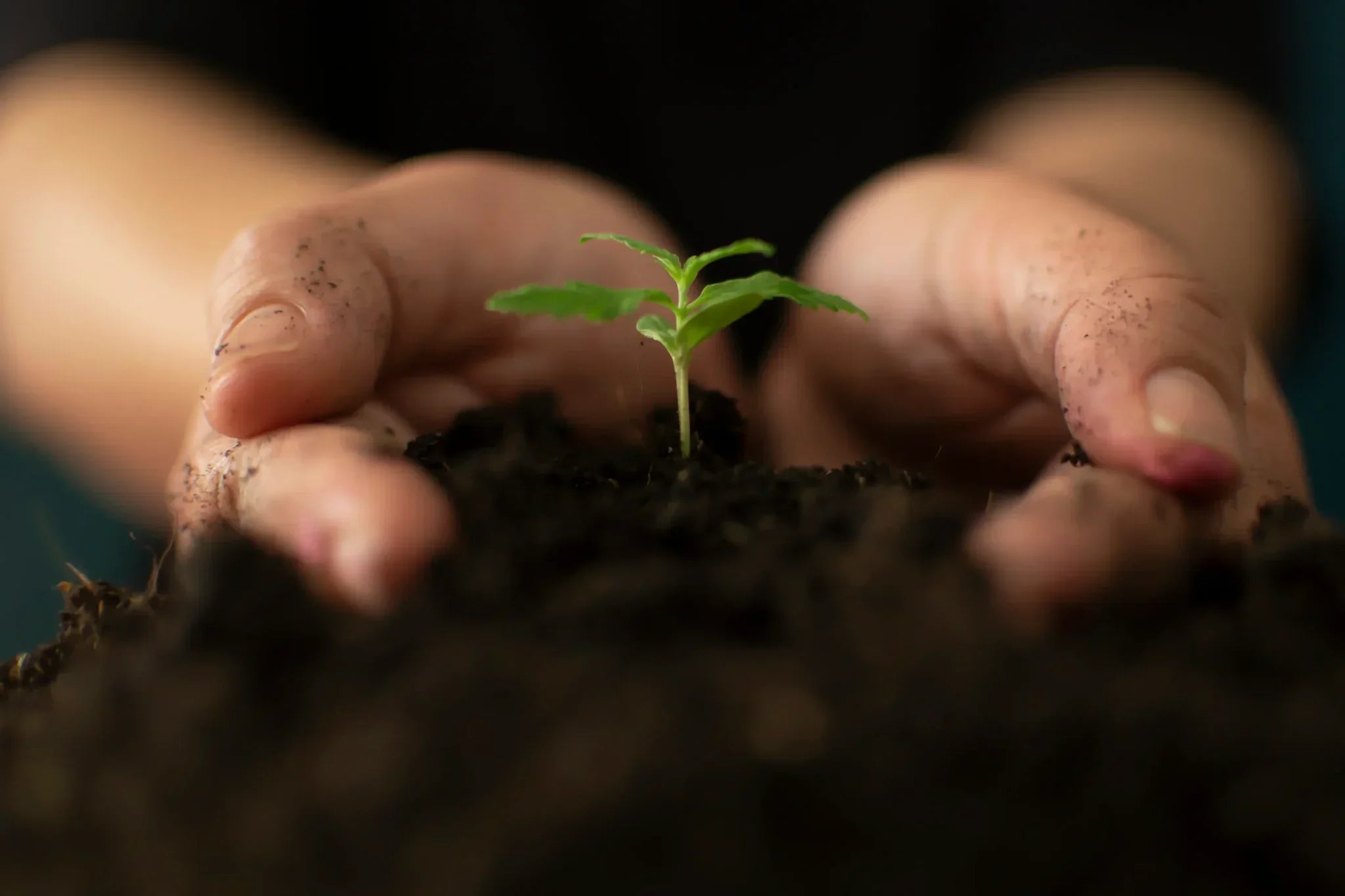 Cannabis Samen richtig keimen – so startest du deinen Grow richtig