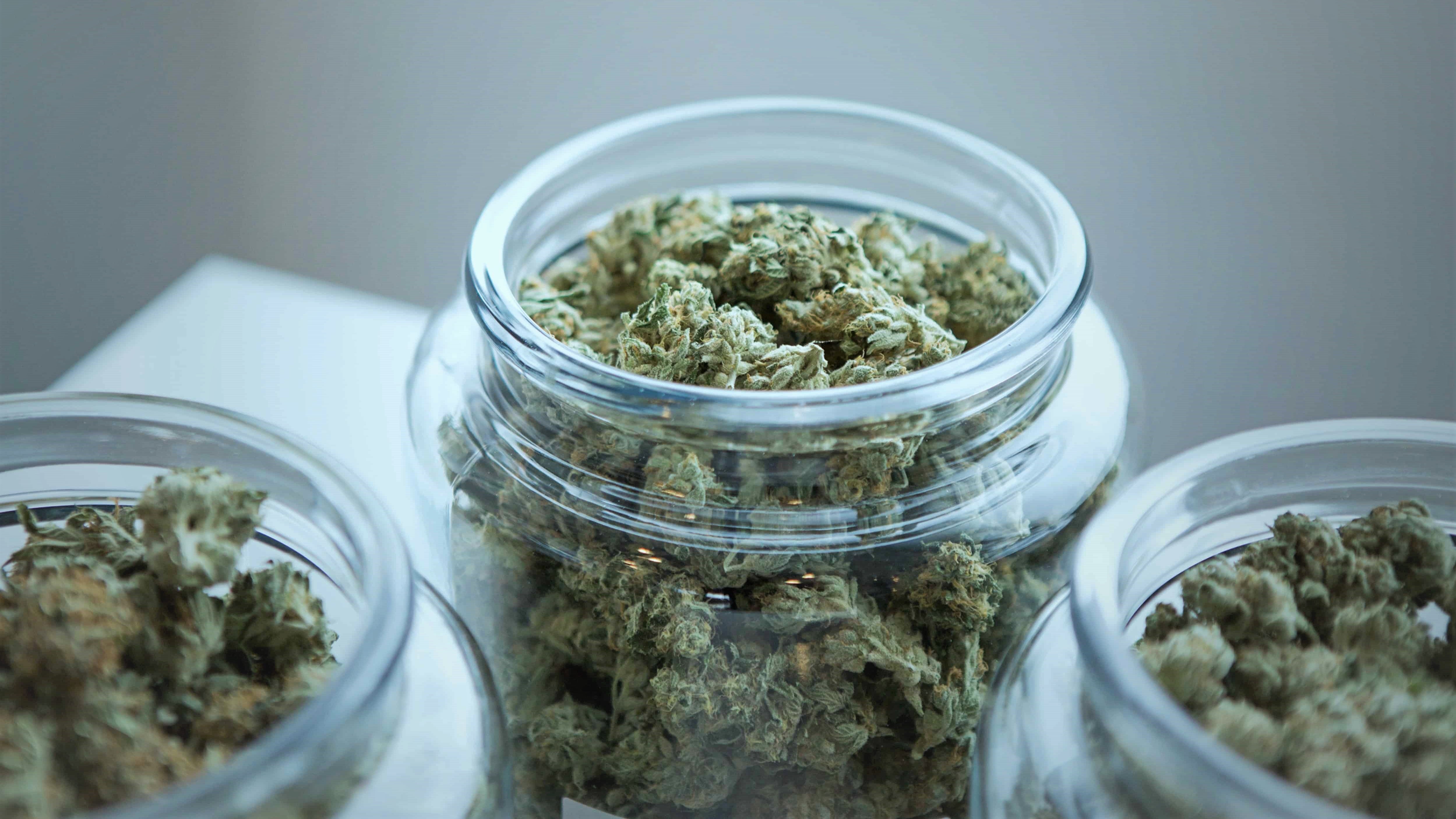 3 Gläser gefüllt mit CBD Blüten