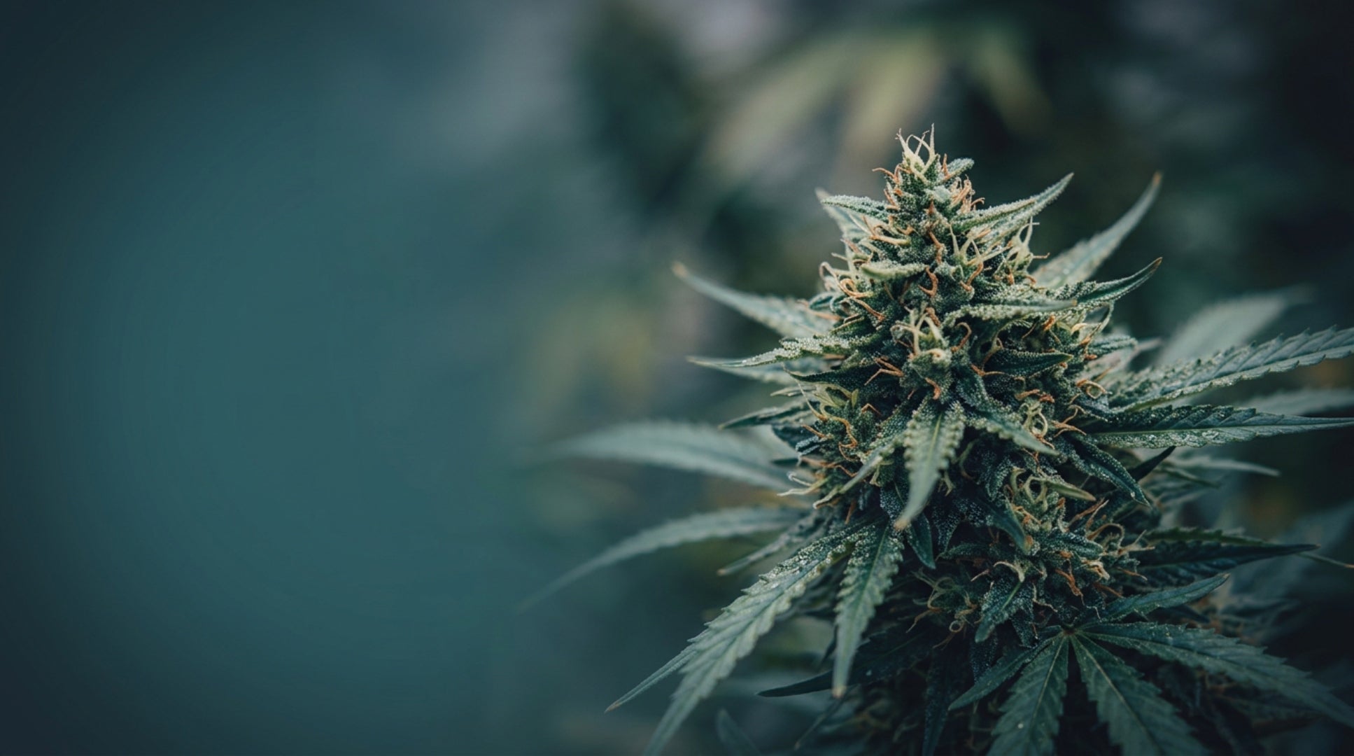 Cannabisblüte