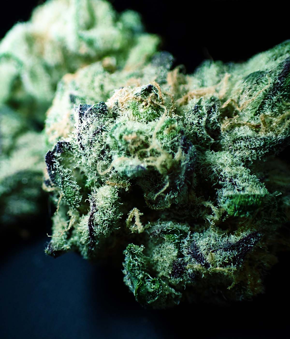 Premium infused Cannabis Blüten