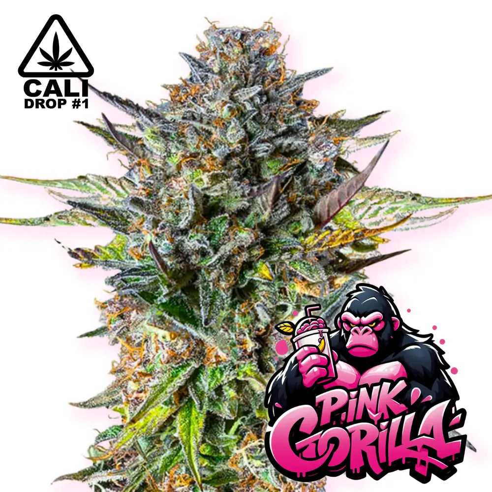 Baba Seeds Pink Gorilla Feminisierte Cannabissamen