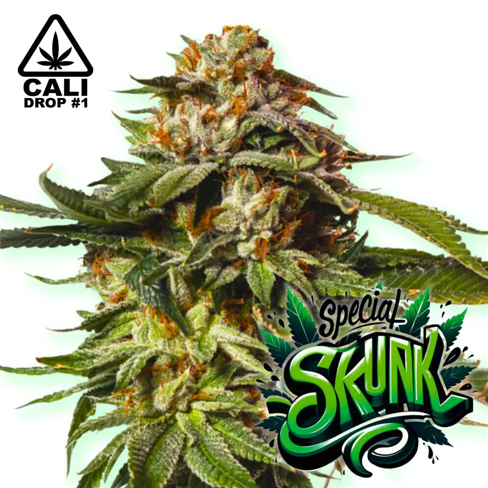 Baba Seeds Special Skunk Autoflowering Cannabissamen