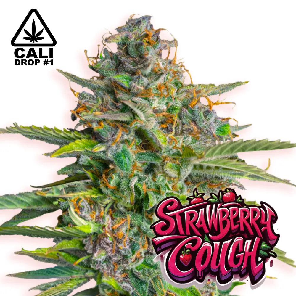 Baba Seeds Strawberry Cough Feminisierte Cannabissamen