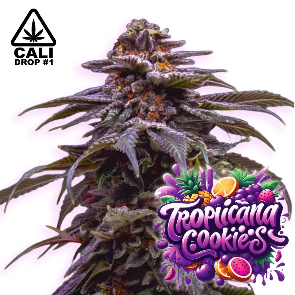 Baba Seeds Tropicana Cookies Autoflowering Cannabissamen