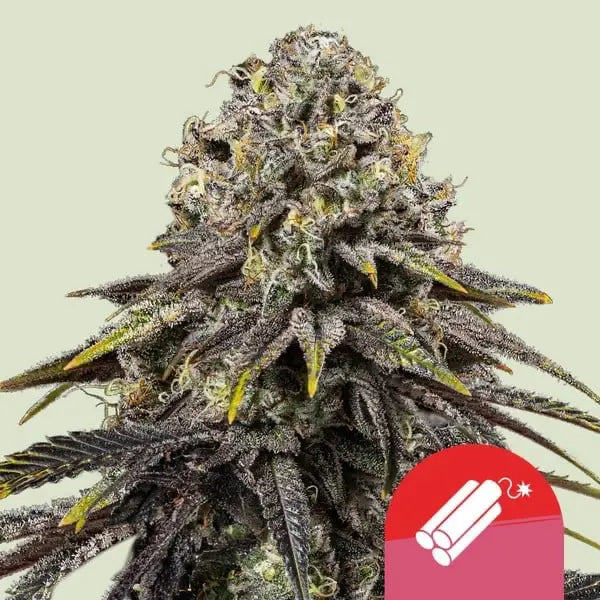 Royal Queen Seeds Tyson Bundle Feminisierte Cannabissamen