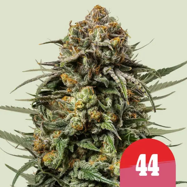Royal Queen Seeds Tyson Bundle Feminisierte Cannabissamen