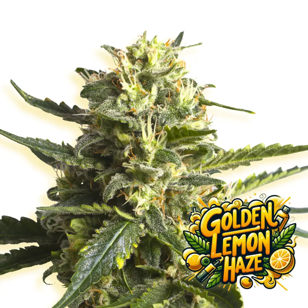 Baba Seeds Golden Lemon Haze Feminisierte Cannabissamen
