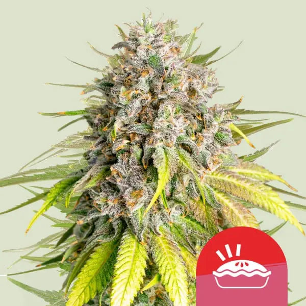 Royal Queen Seeds Tyson Bundle Feminisierte Cannabissamen