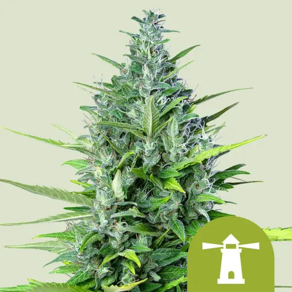 Royal Queen Seeds Autoflowering Royal Haze