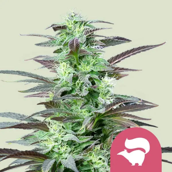 Royal Queen Seeds Feminisiert Skunk XL