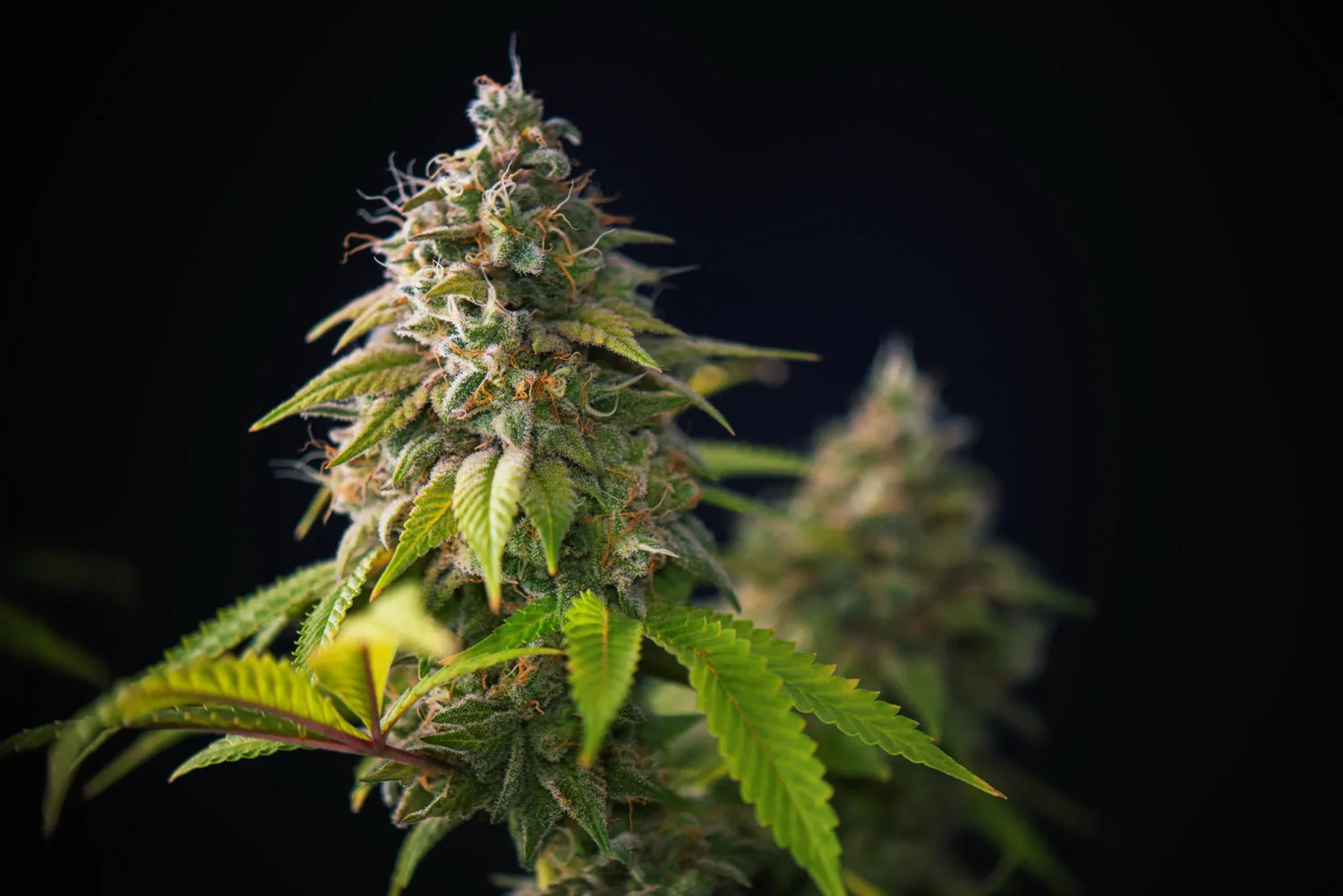 Cannabis-Anbau für Anfänger – Der ultimative Guide für Indoor & Outdoor