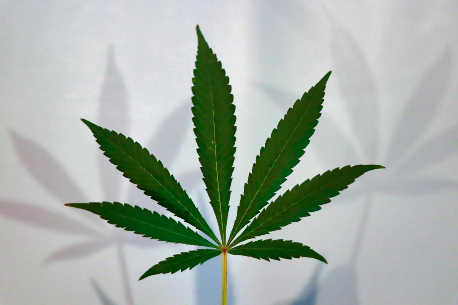 Feminisierte, reguläre oder autoflowering Samen? So findest du die richtige Sorte für deinen Grow