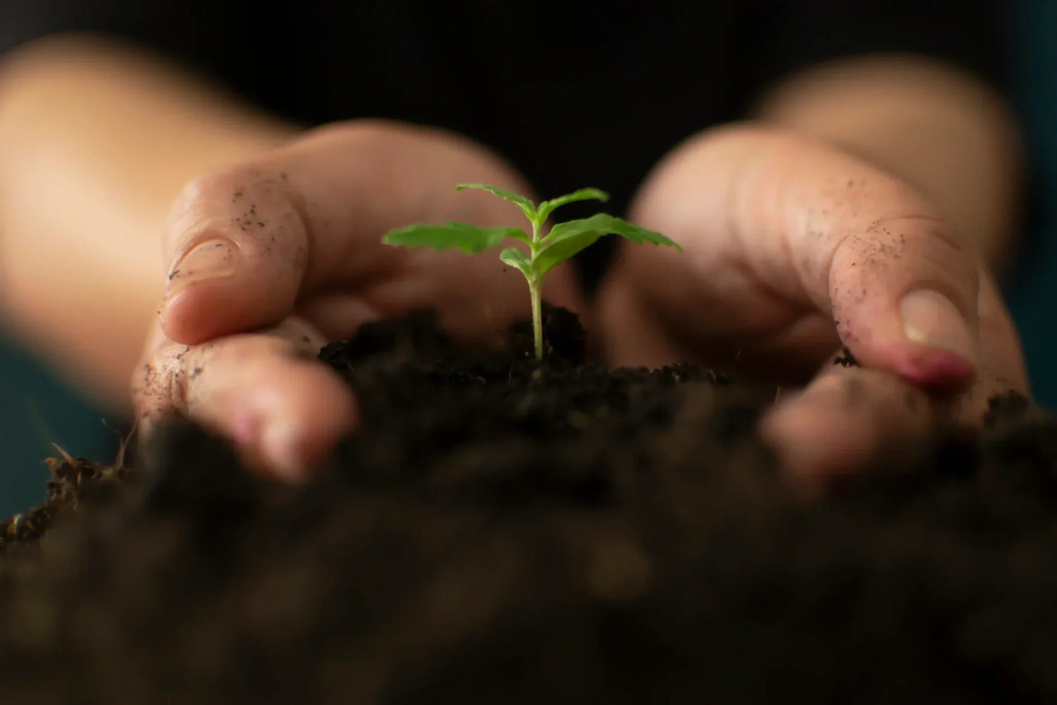 Cannabis Samen richtig keimen – so startest du deinen Grow richtig