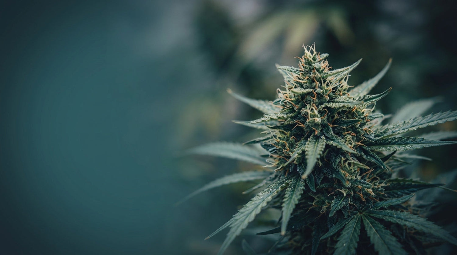 Cannabisblüte