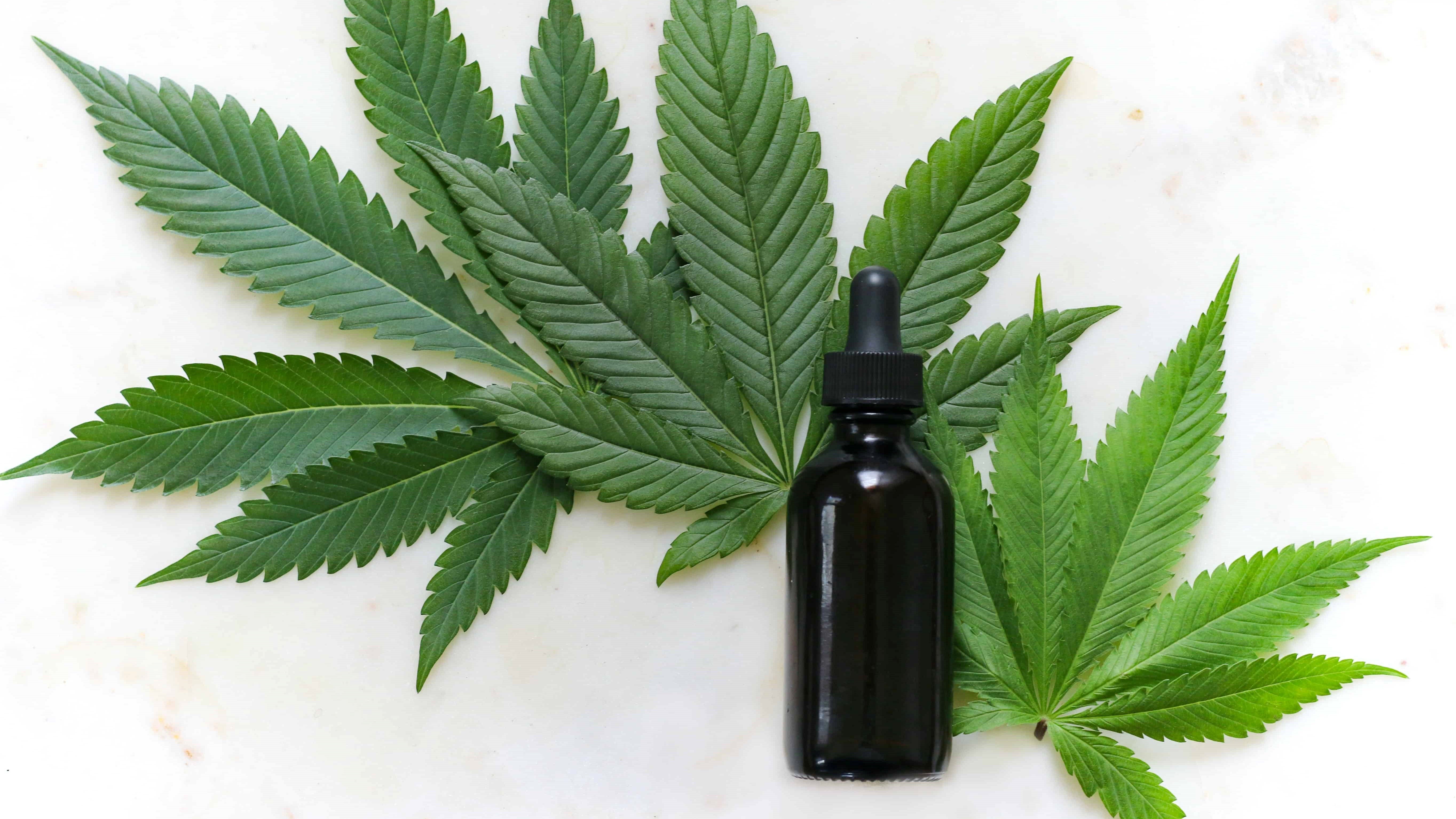Hanfspflanze im Hintergrund und im Vordergrund ist CBD Öl