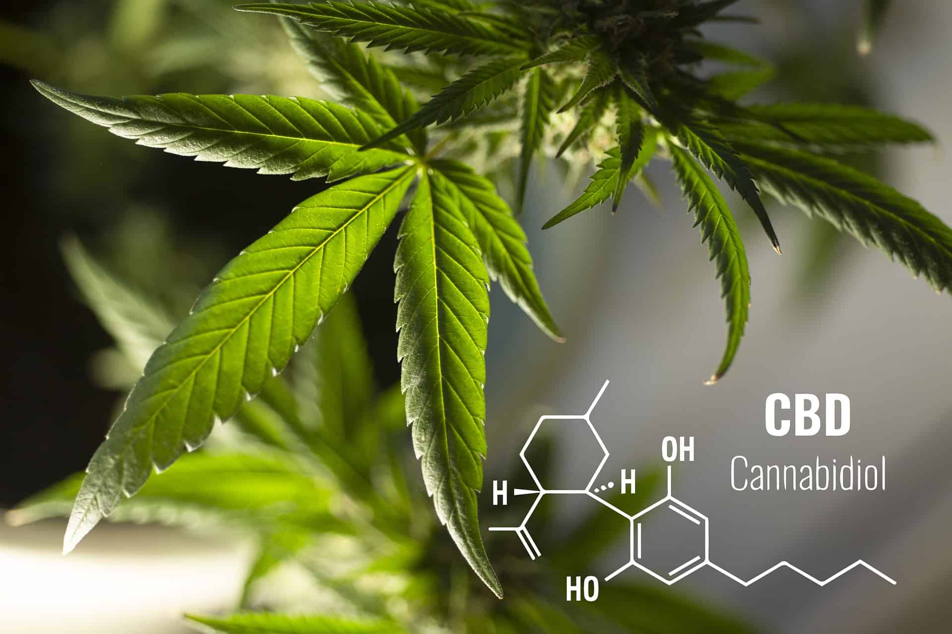 CBD Zusammensetzung