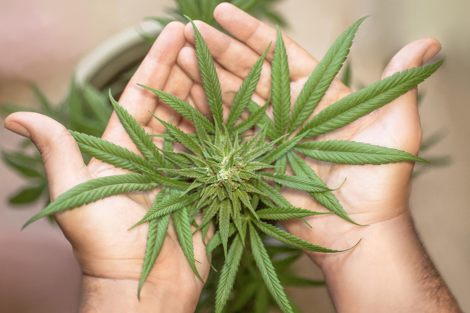 Cannabis Sativa L. – von Nutzhanf, CBD und THC