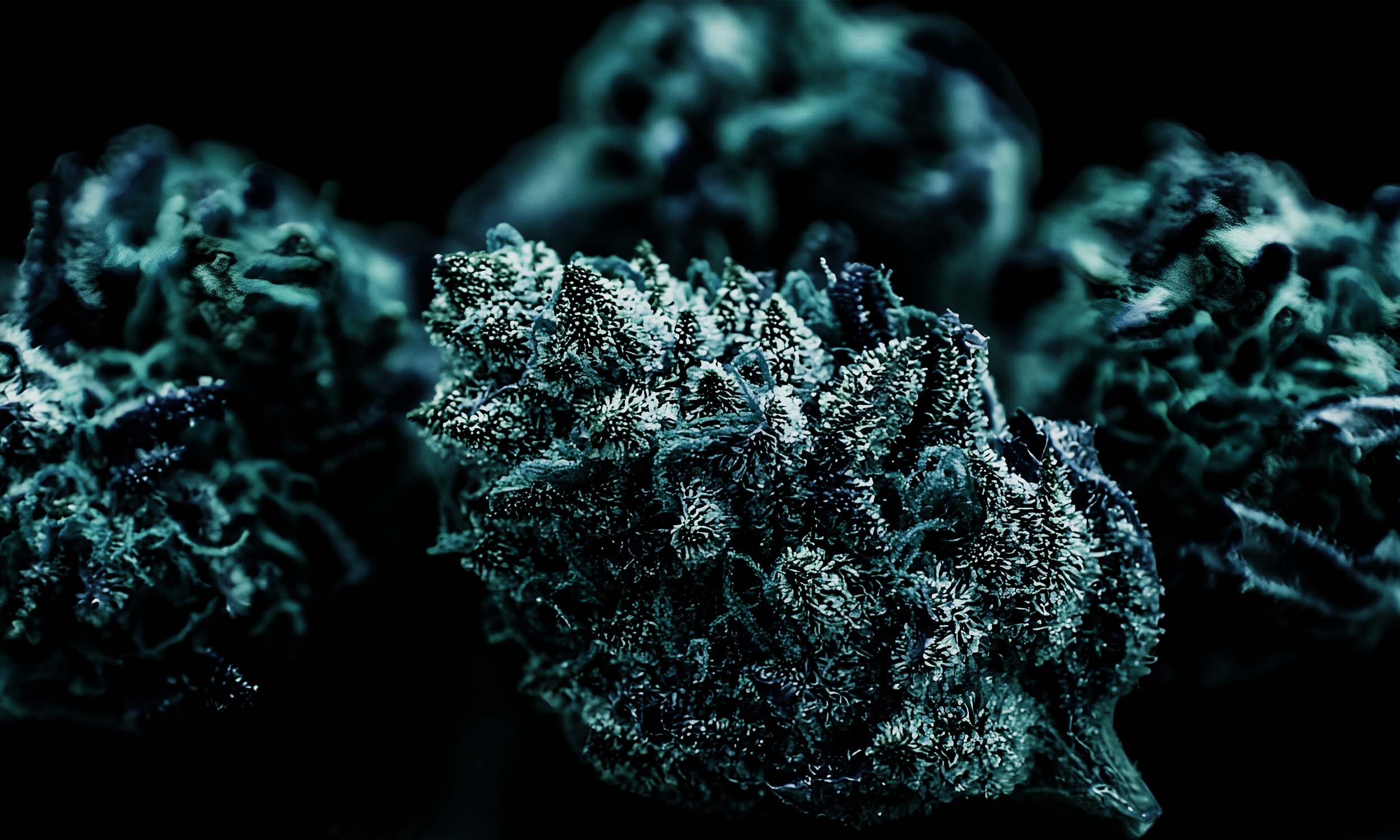 Premium Infused Cannabis Blüten