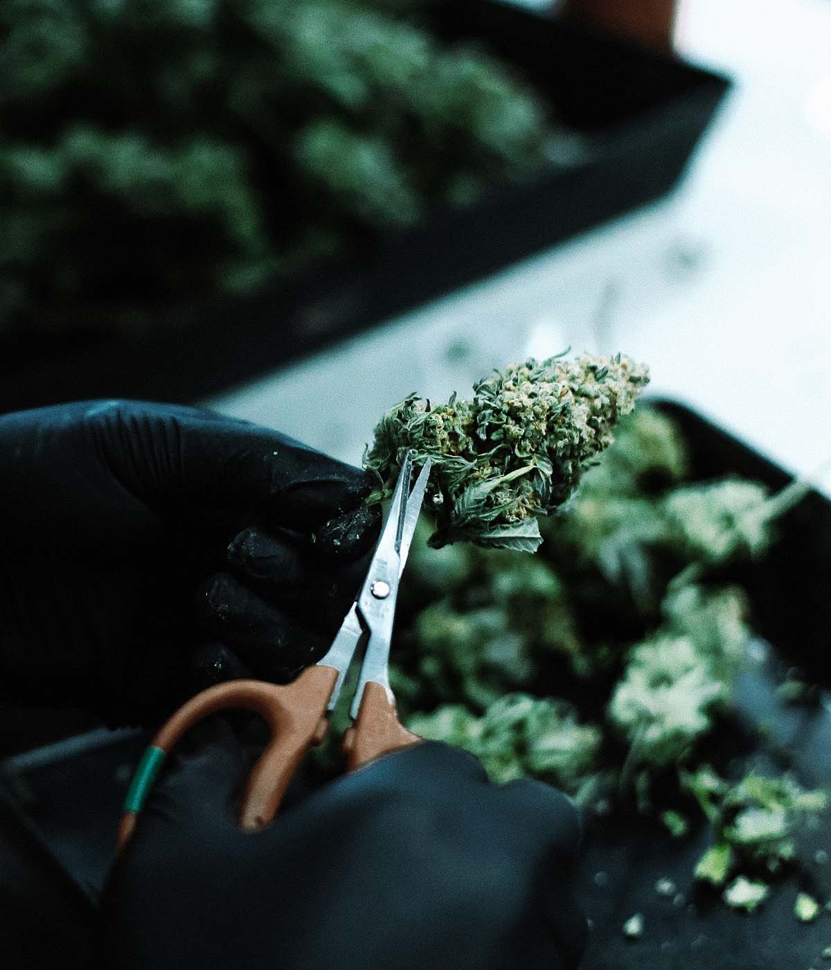 Cannabis Blüten Trim per Hand