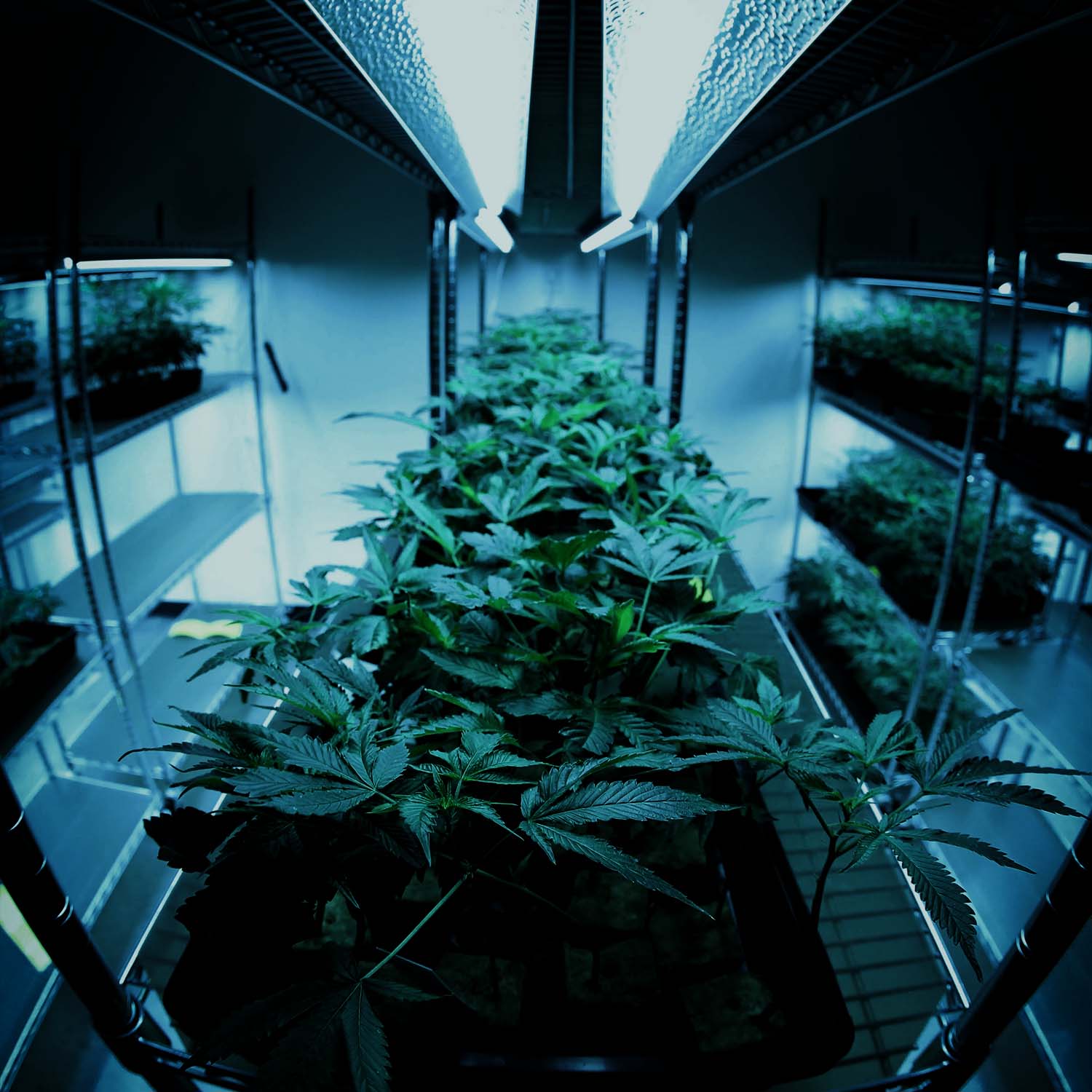 Cannabis Grow Raum mit Stecklingen