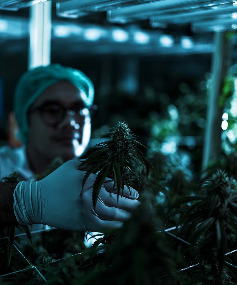 Cannabis Pflanze wir in sterilem grow überprüft