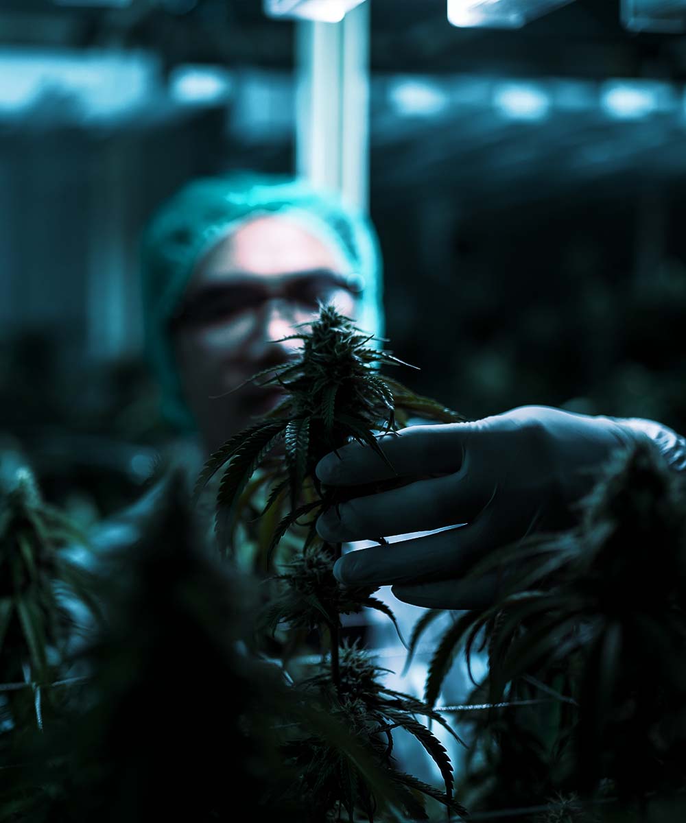 Cannabis Pflanze wir in sterilem grow überprüft