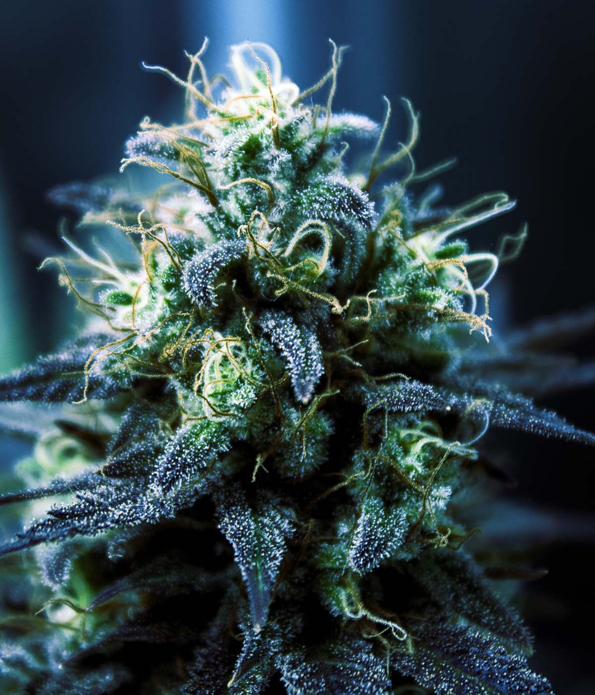 Cannabis Pflanze in Blüte Close Up