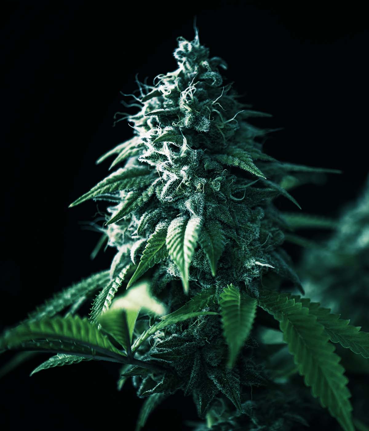 Cannabis Blüte Close up