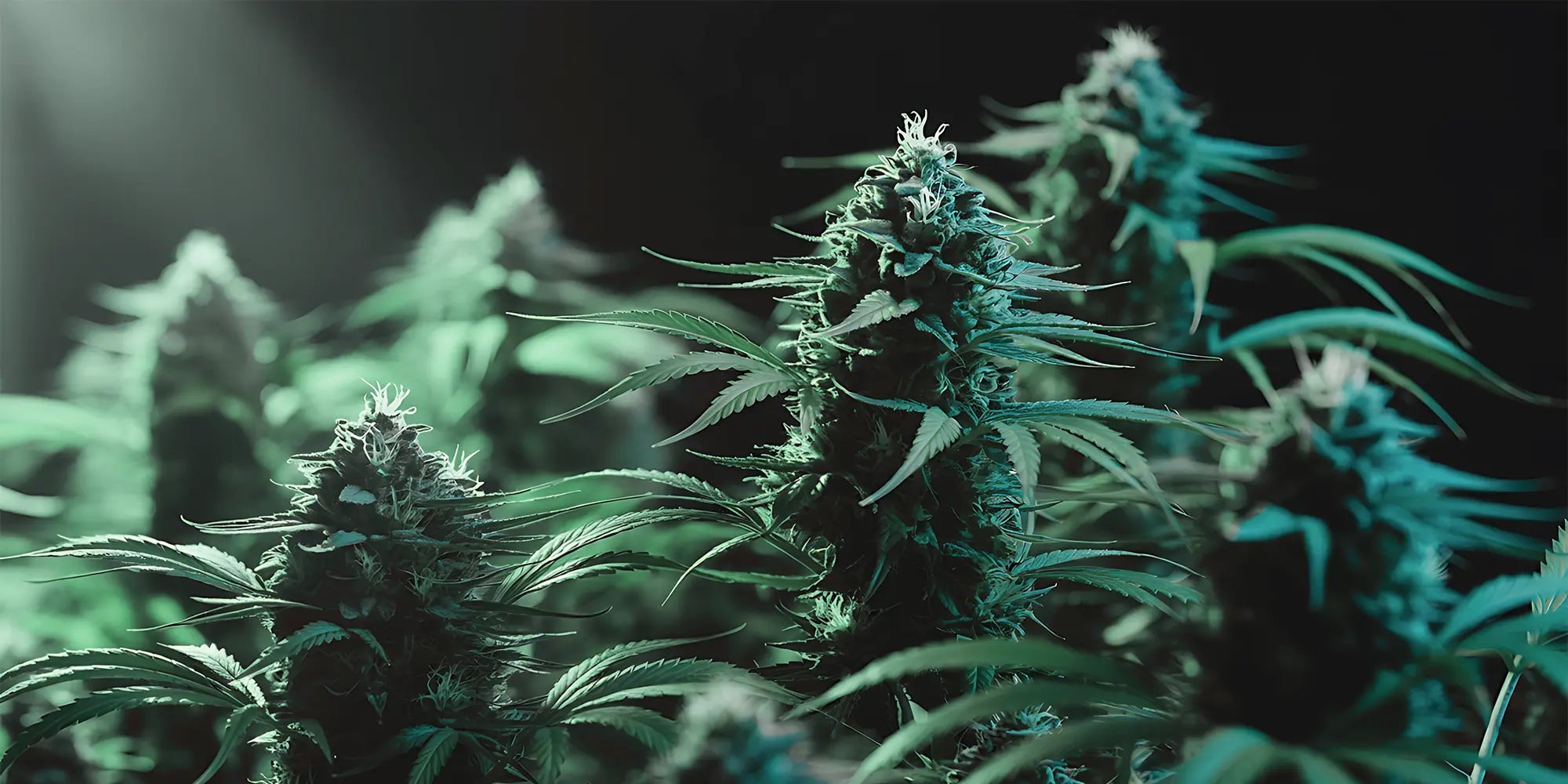 Große Cannabisblüte kurz vor Ernte