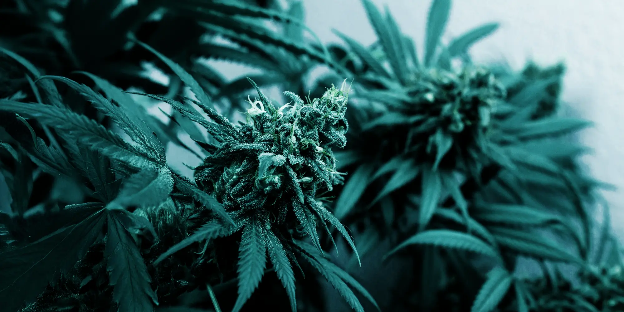 Hanf Discount Header Cannabis in der blüte