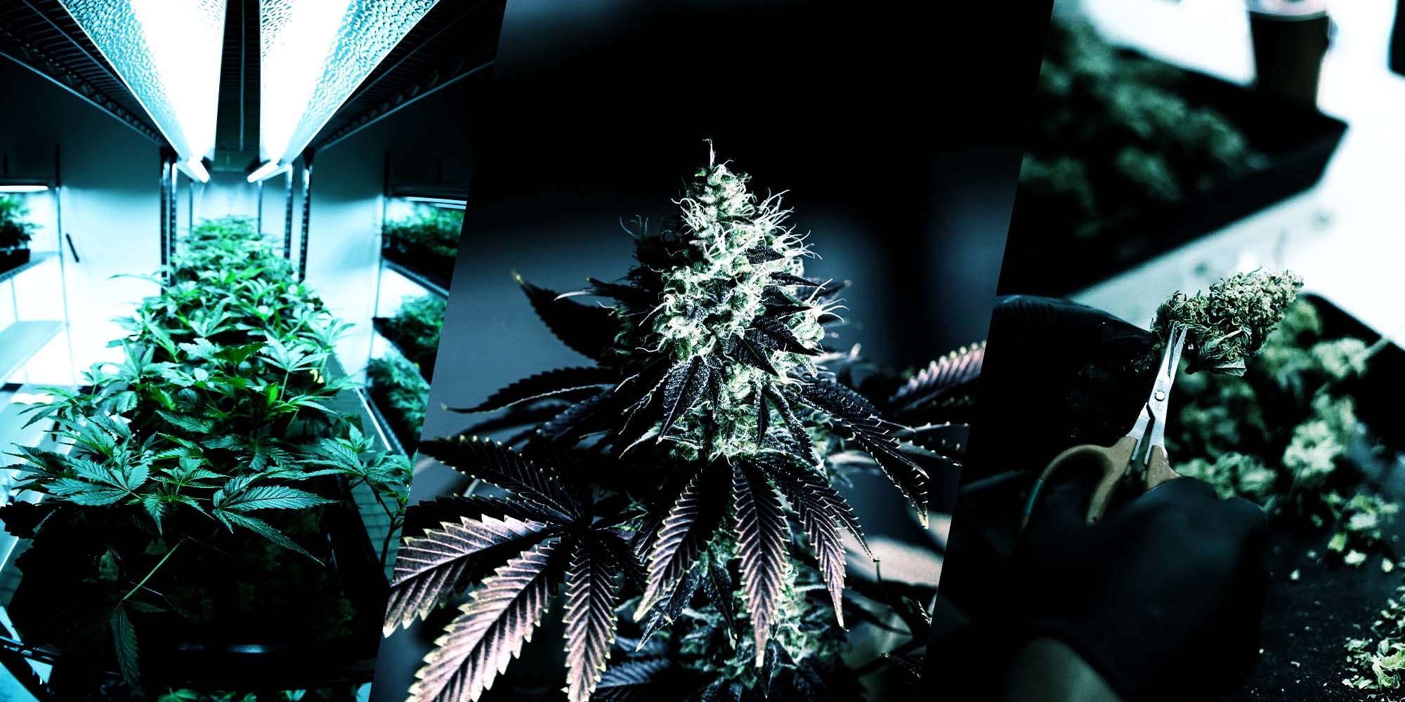 CBD Blüten Sale Newsletter