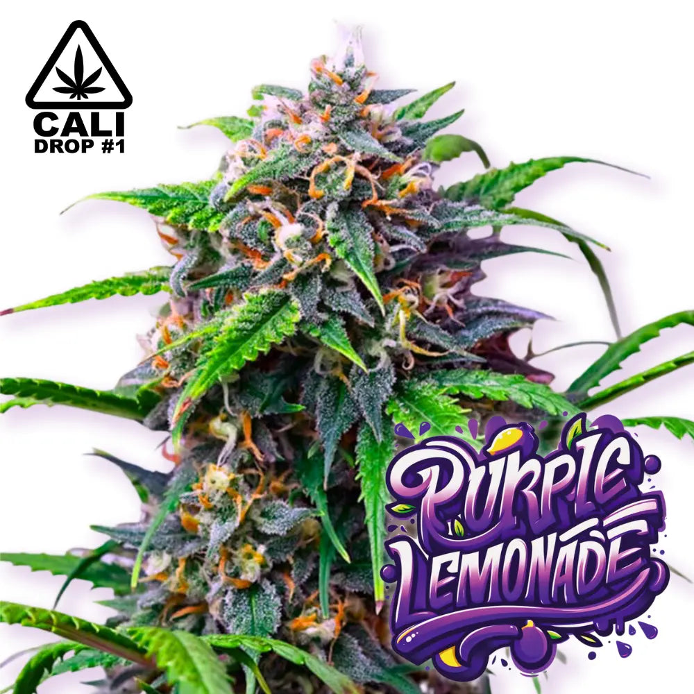 Baba Seeds Purple Lemonade Autoflowering Cannabissamen