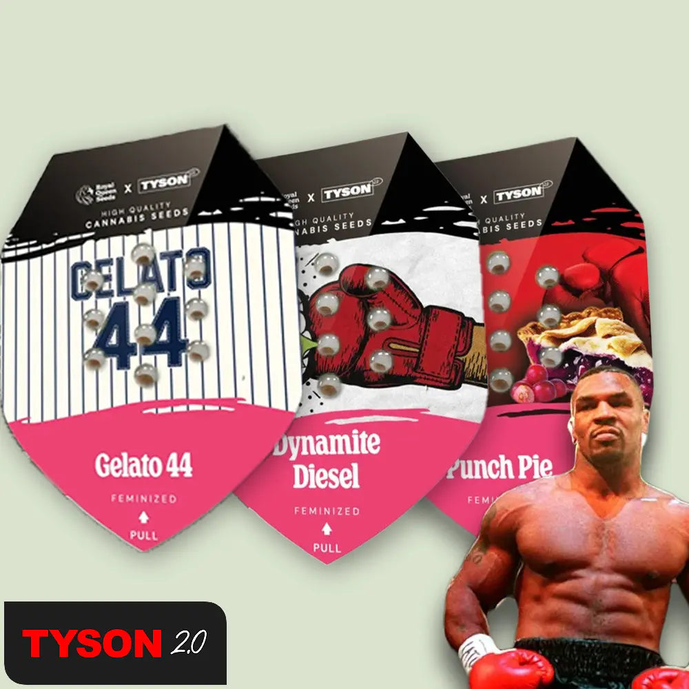 Royal Queen Seeds Tyson Bundle Feminisierte Cannabissamen