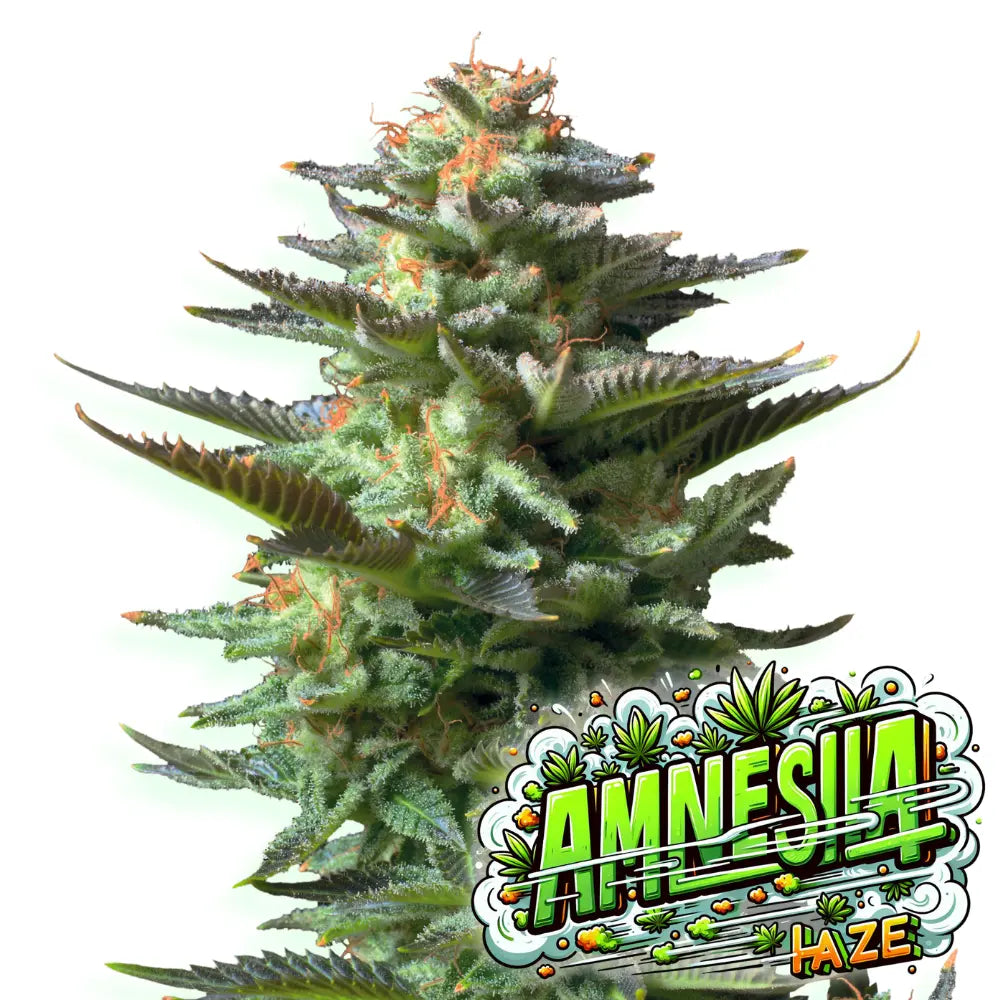 Baba Seeds Amnesia Feminisierte Cannabissamen