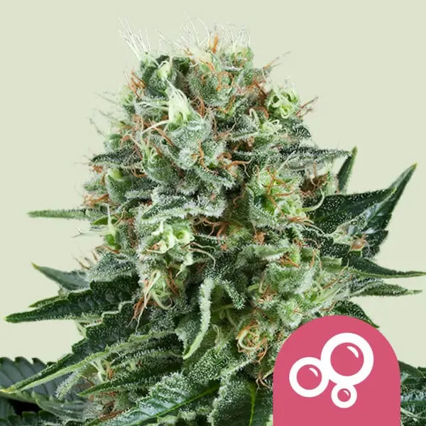 Royal Queen Seeds Feminisiert Bubble Kush