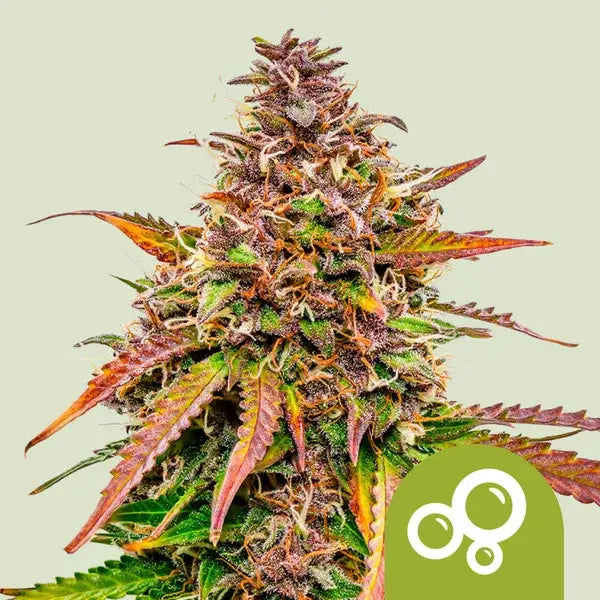 Royal Queen Seeds Autoflowering Bubble Kush