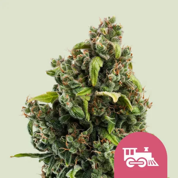 Royal Queen Seeds Feminisiert Candy Kush Express