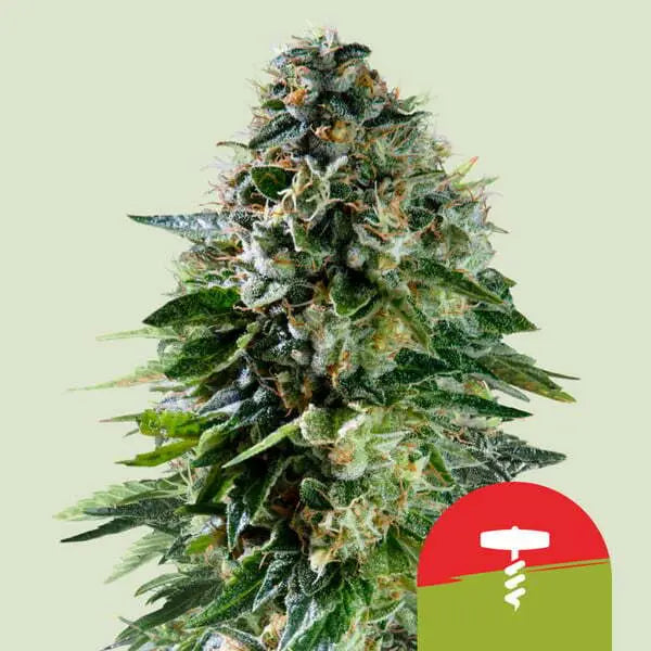 Royal Queen Seeds Tyson Bundle Autoflowering Cannabissamen