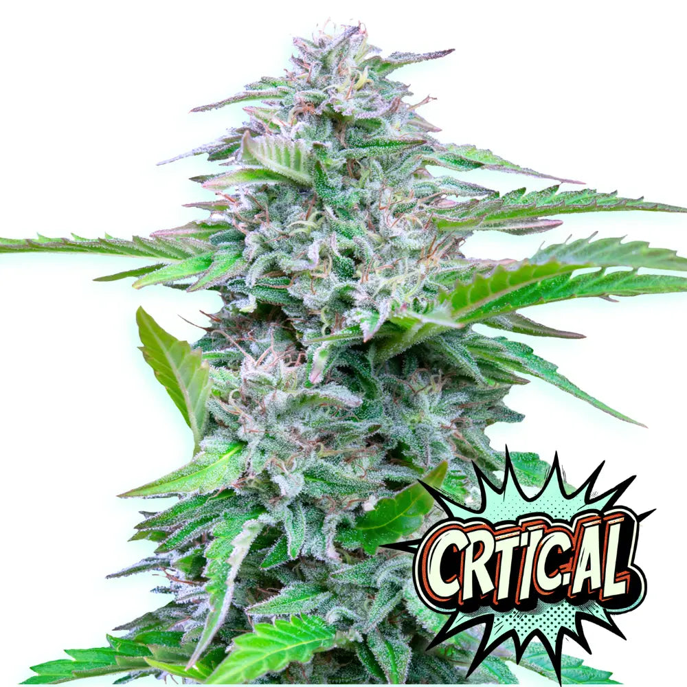 Baba Seeds Critical Autoflowering Cannabissamen