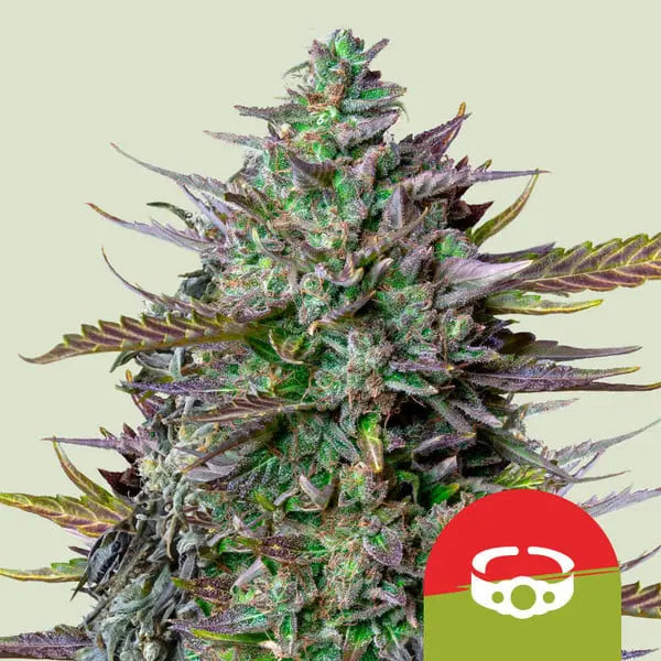 Royal Queen Seeds Tyson Bundle Autoflowering Cannabissamen