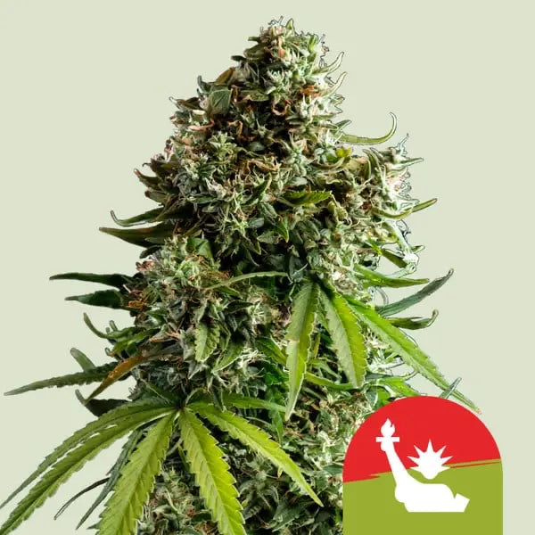 Royal Queen Seeds Tyson Bundle Autoflowering Cannabissamen