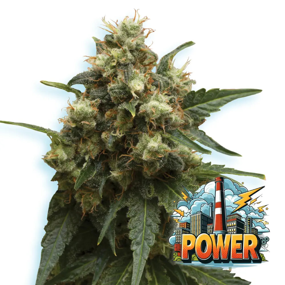 Baba Seeds Power Plant Feminisierte Cannabissamen