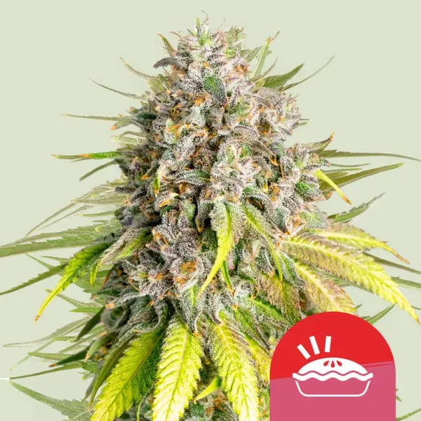 Royal Queen Seeds Autoflowering Tyson Punch Pie