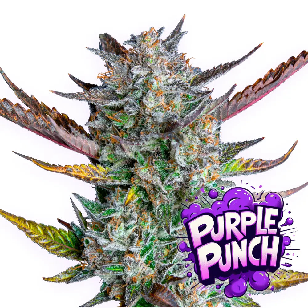 Baba Seeds Purple Punch Feminisierte Cannabissamen