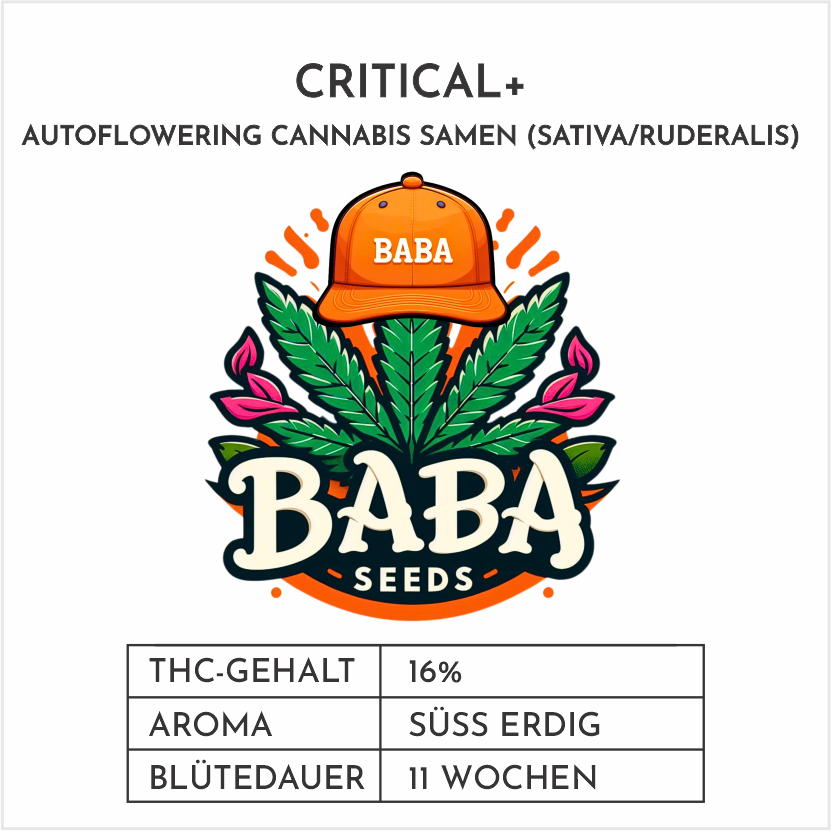 Baba Seeds Critical Autoflowering Cannabissamen Label