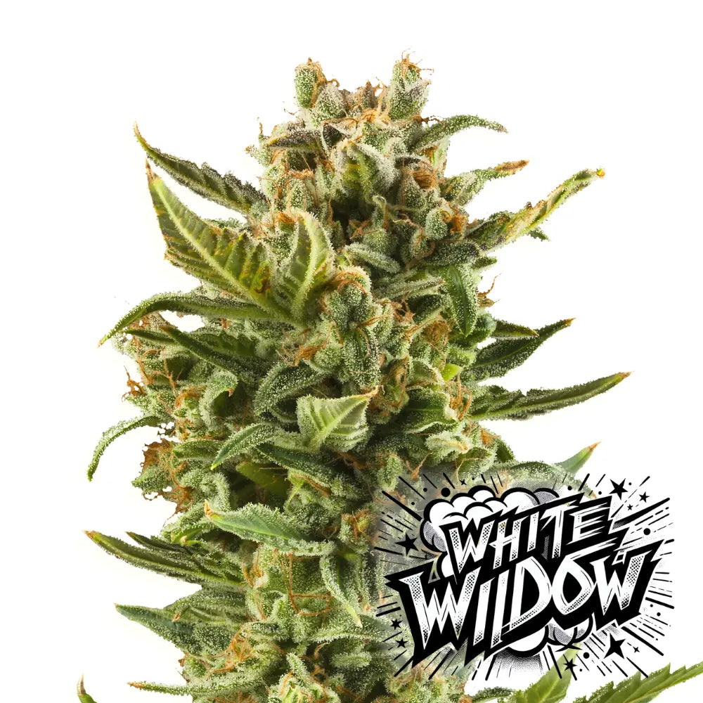 Baba Seeds White Widow Autoflowering Cannabissamen