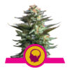 Fem_Amnesia_Haze.jpg