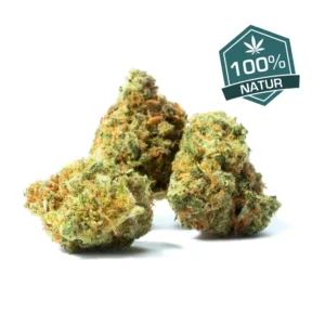 Amnesia Haze Hydro CBD Blüten 100% Natur