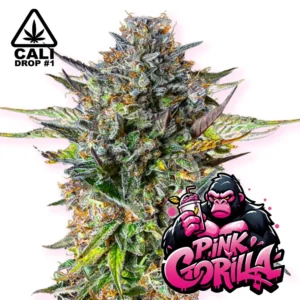 Baba Seeds Pink Gorilla Cali Cannabis Samen